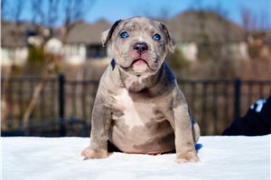 Indie - puppy for sale