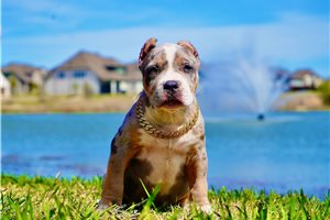 Indie - American Bully for sale
