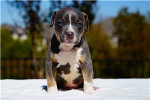 Pika - puppy for sale