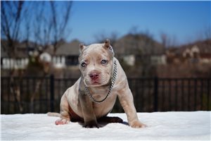 Iggy - American Bully for sale