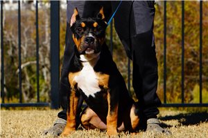 Hayden - American Bully for sale
