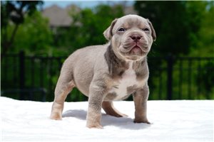 Erin - American Bully for sale