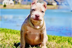 Iggy - American Bully for sale