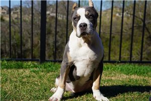 Charlotte - American Bully for sale