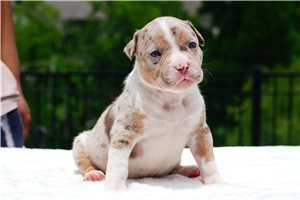 Esme - American Bully for sale