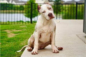 Winter - American Bully for sale