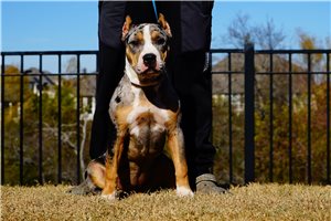 Josephine - American Bully for sale