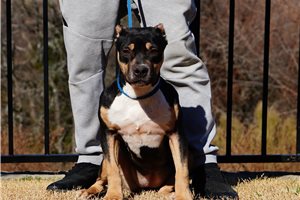 Daisy - American Bully for sale