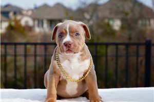 Ibby - puppy for sale