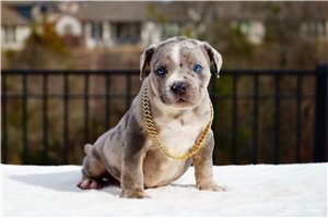 Icon - puppy for sale