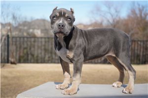 Cora - American Bully for sale