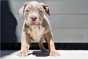 Wilkins - American Bully for sale