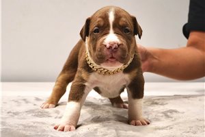 Hunter - puppy for sale