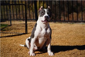 Pippy - American Bully for sale