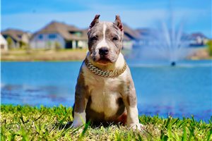 Irving - American Bully for sale