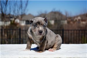 Inari - American Bully for sale