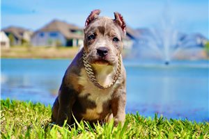 Inari - American Bully for sale