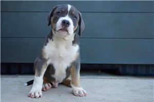 Daniel - puppy for sale