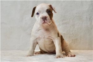Hailey - puppy for sale