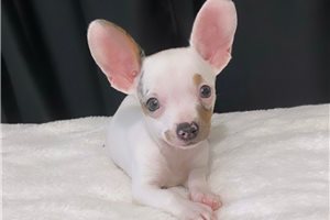 Noland - Chihuahua for sale