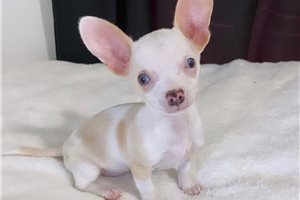 Natalie - Chihuahua for sale