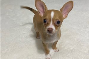Nicolas - Chihuahua for sale
