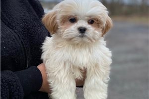 Cyprus - puppy for sale