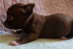 Channing - Chihuahua for sale