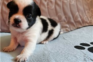 Ceasar - Chihuahua for sale