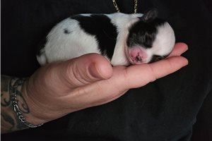 Ceasar - Chihuahua for sale