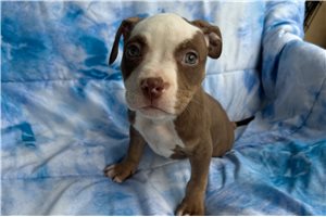 Piper - American Bully for sale