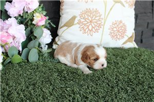 Sadie - puppy for sale