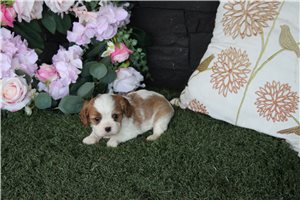 Howie - Cavalier King Charles Spaniel for sale