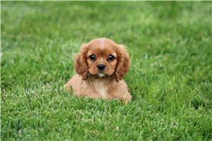 South - Cavalier King Charles Spaniel for sale