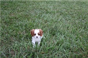 Houston - Cavalier King Charles Spaniel for sale