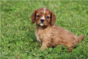 Angie - Cavalier King Charles Spaniel for sale