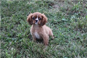 Adda - Cavalier King Charles Spaniel for sale