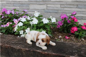 Houston - Cavalier King Charles Spaniel for sale