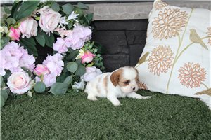 Houston - Cavalier King Charles Spaniel for sale