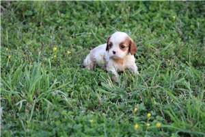 Amiyah - puppy for sale