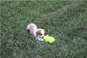 Howie - Cavalier King Charles Spaniel for sale