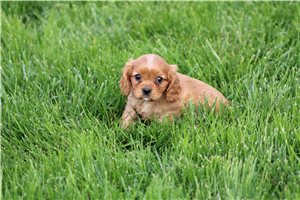 South - Cavalier King Charles Spaniel for sale