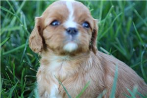 Sparia - puppy for sale