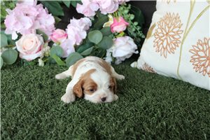 Howie - Cavalier King Charles Spaniel for sale