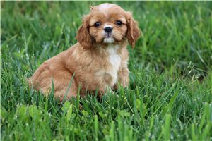 Sorrel - puppy for sale