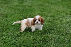 Soul - puppy for sale
