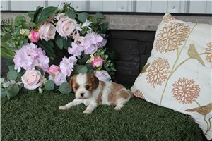 Sadie - Cavalier King Charles Spaniel for sale