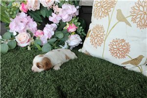 Houston - Cavalier King Charles Spaniel for sale