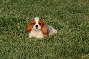 Soul - Cavalier King Charles Spaniel for sale