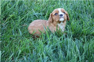 Sparkle - puppy for sale